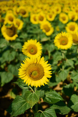 Sunflower fields in the countryside of France
