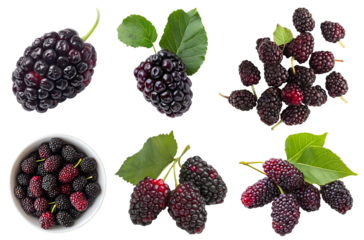 Mulberry mulberries Morus wild berry fruit, many angles and view side top front heap pile bunch isolated on transparent background cutout, PNG file. Mockup template for artwork graphic design