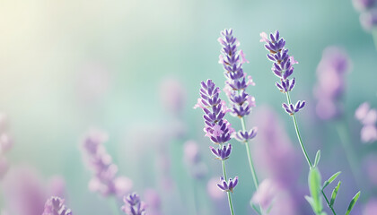 Fototapeta premium A single pastel color, such as mint green or lavender, providing a soothing and simple backdrop