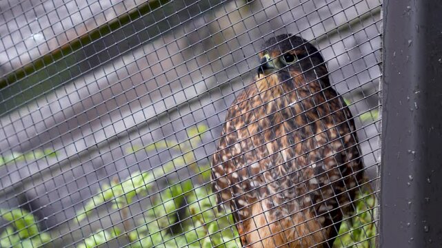 New Zealand Falcon or Karearea In Captivity Inside Steel Cage At The Kiwi Birdlife Park In Queenstown, New Zealand. Close-up Shot