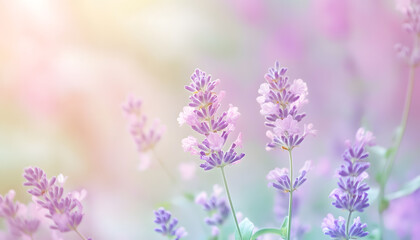 Fototapeta premium A single pastel color, such as mint green or lavender, providing a soothing and simple backdrop
