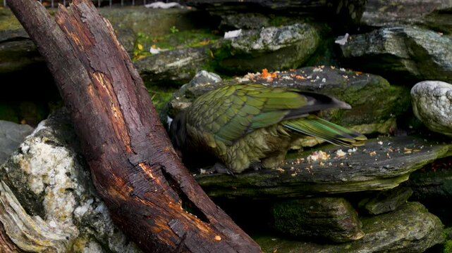 A native Kea Bird eating seeds from a rock next to a large branch. New Zealand.