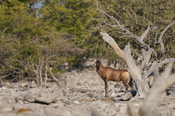 Red Hartebeest (Alcelaphus buselaphus caama ) in a wooded area in Etosha National Park, Namibia   