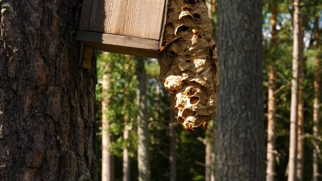 Giant hornet nest being built out of a birdhouse attached to a tree.