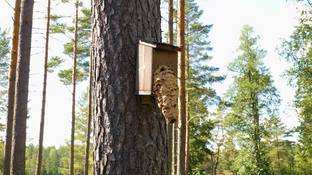 Giant hornets nest from a slight distance.