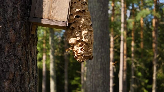 Giant hornets nest activity in slow motion.