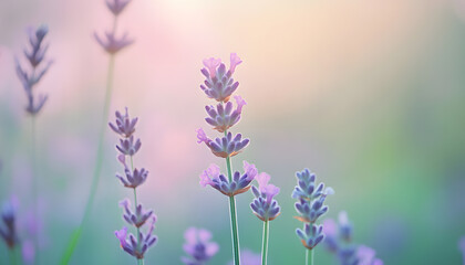 Obraz premium A single pastel color, such as mint green or lavender, providing a soothing and simple backdrop