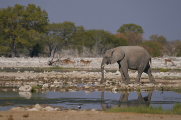 Fototapeta premium Herd of african elephant (Loxodonta africana) at a waterhole in Etosha National Park in Namibia.