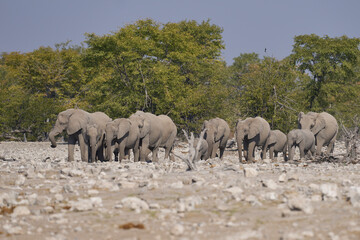 Obraz premium Herd of african elephant (Loxodonta africana) at a waterhole in Etosha National Park in Namibia.