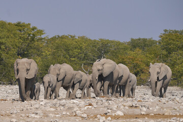 Obraz premium Herd of african elephant (Loxodonta africana) at a waterhole in Etosha National Park in Namibia.