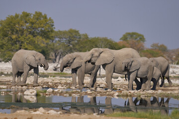 Obraz premium Herd of african elephant (Loxodonta africana) at a waterhole in Etosha National Park in Namibia.