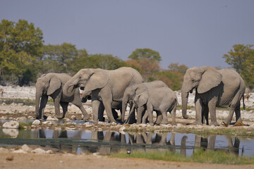 Obraz premium Herd of african elephant (Loxodonta africana) at a waterhole in Etosha National Park in Namibia.
