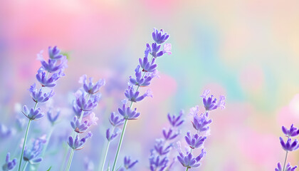 Obraz premium A single pastel color, such as mint green or lavender, providing a soothing and simple backdrop