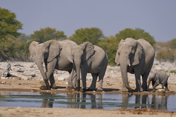 Obraz premium Herd of african elephant (Loxodonta africana) at a waterhole in Etosha National Park in Namibia.