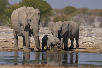 Obraz premium Herd of african elephant (Loxodonta africana) at a waterhole in Etosha National Park in Namibia.