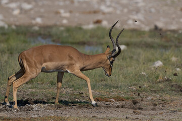 Male Black-faced Impala (Aepyceros melampus petersi) covering its horns in mud during the annual rut in Etosha National Park, Namibia