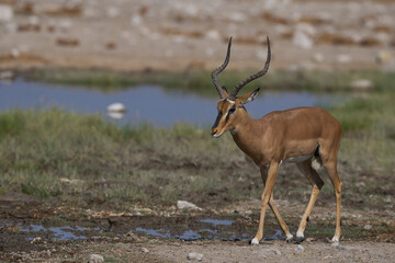 Male Black-faced Impala (Aepyceros melampus petersi) covering its horns in mud during the annual rut in Etosha National Park, Namibia
