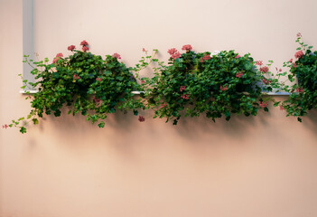 interior hall space tender rose pastel color wall background sill for flower pots gardening blossom plant environment design concept