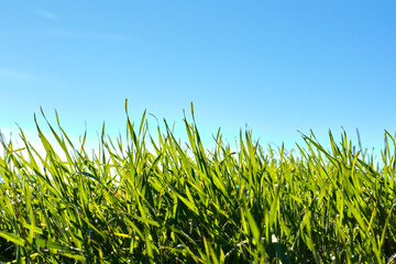 Close-up of green grass blades under a clear blue sky