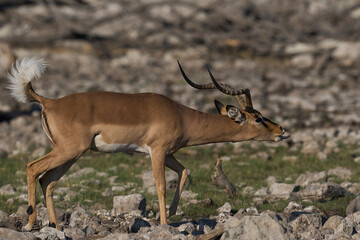 Male Black-faced Impala (Aepyceros melampus petersi) displaying during the annual rut in Etosha National Park, Namibia
