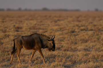 Blue Wildebeest (Connochaetes taurinus) walking across an arid plain in Etosha National Park, Namibia