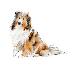 Sheltie. Shetland Sheepdog sitting watercolor illustration isolated. Hand-drawn dog breeds collection