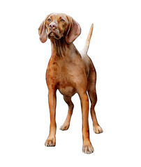 Hungarian Vizsla dog standing watercolor illustration isolated. Hand-drawn dog breeds collection