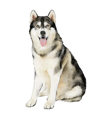 Siberian Husky dog sitting watercolor illustration isolated. Hand-drawn dog breeds collection