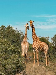 Fototapeta premium giraffe in the savannah