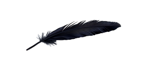 Black feather isolated on white background