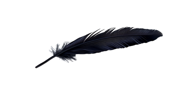 Black feather isolated on white background