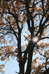 Sunlight peeking through autumn tree branches, Allin Valley, Navarra, Spain