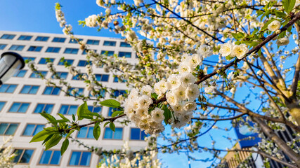 Cherry blossoms in full bloom outside an office building, symbolizing the vibrancy of spring and...