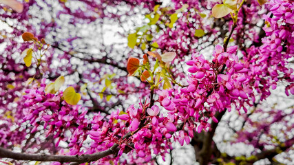 Naklejka premium Vibrant pink blossoms on a tree branch signaling the arrival of spring and celebrating Cherry Blossom Festival