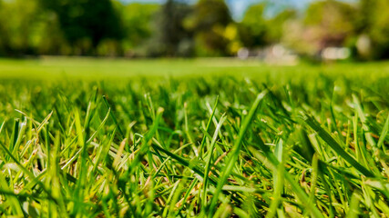 Close-up of lush green grass in a vibrant park during spring, symbolizing growth and Earth Day