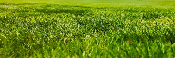 Close-up of lush, green grass on a sunny day, ideal for spring gardening and lawn care concepts