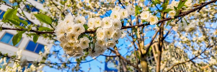 Springtime cherry blossoms in full bloom against an urban backdrop, symbolizing renewal and the beauty of nature in city life
