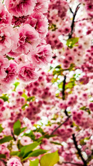 Close-up of vibrant pink cherry blossoms in full bloom symbolizing beauty and renewal, perfect for Hanami celebration in Japan