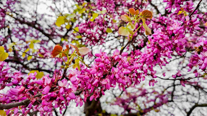 Springtime blossoms on an Eastern Redbud tree highlighting nature's beauty and renewal during the Easter holiday season