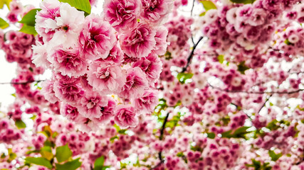 Blooming pink cherry blossoms on tree branches symbolizing springtime and Hanami festival in Japan
