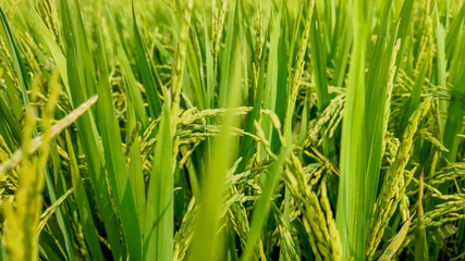 Close-up of lush, green rice plants in a paddy field, representing agriculture and food production sustainability