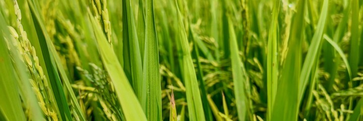 Close-up view of lush, green rice plants growing in a paddy field, representing agriculture and food sustainability in Asia