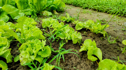 Young lettuce plants thriving in a garden bed, representing sustainable agriculture and organic farming practices