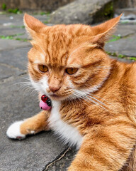 Close-up of a ginger cat wearing a collar lounging on a stone path, perfect for cat care themes or National Pet Day