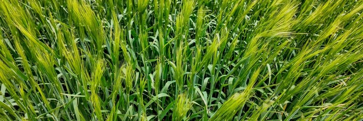 Close-up of lush green wheat field, representing agricultural growth and sustainability in farming practices during the spring season