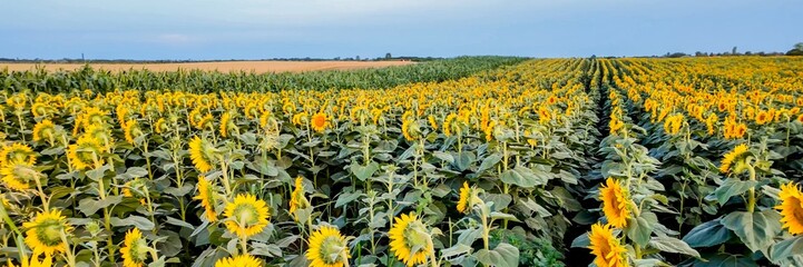 A sprawling field of blooming sunflowers under a clear sky, symbolizing summer harvest and agricultural abundance