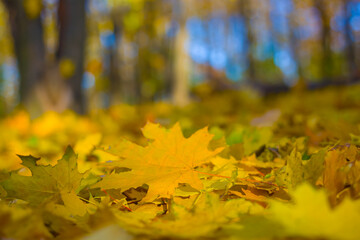 maple forest glade covered by red dry leaves, beautiful autumn park landscape
