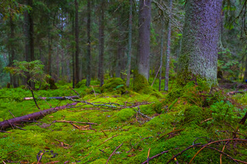 Obraz premium beautiful green forest glade covered by moss