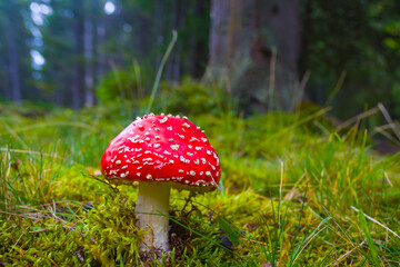 closeup red flyagaric mushroom in autumn forest