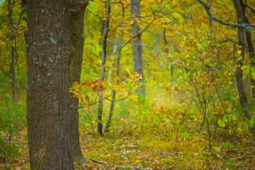 oak forest glade covered by red dry leaves, beautiful autumn park landscape